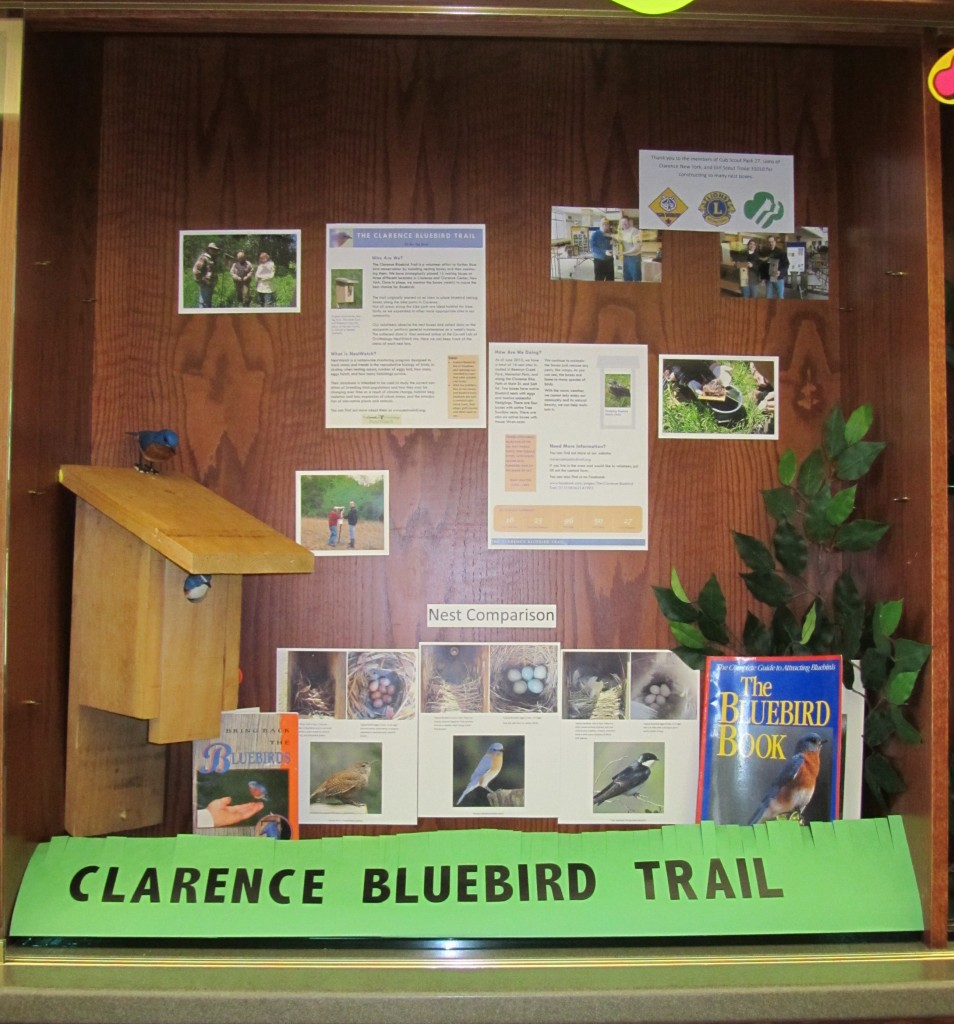 Display at Clarence Town Library