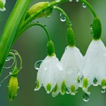 spring-rain