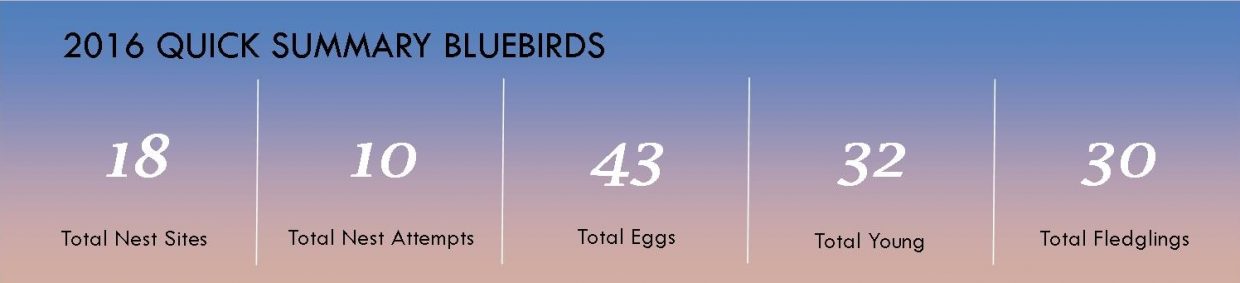 summary-box-bluebirds20161130