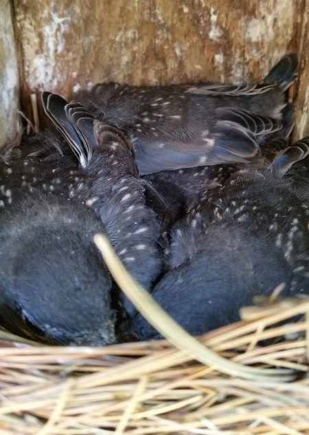 Bluebird chicks in nest box. © Angela T. Baron