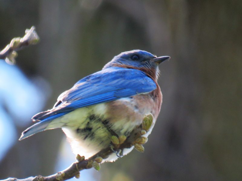 Bluebird in Tree