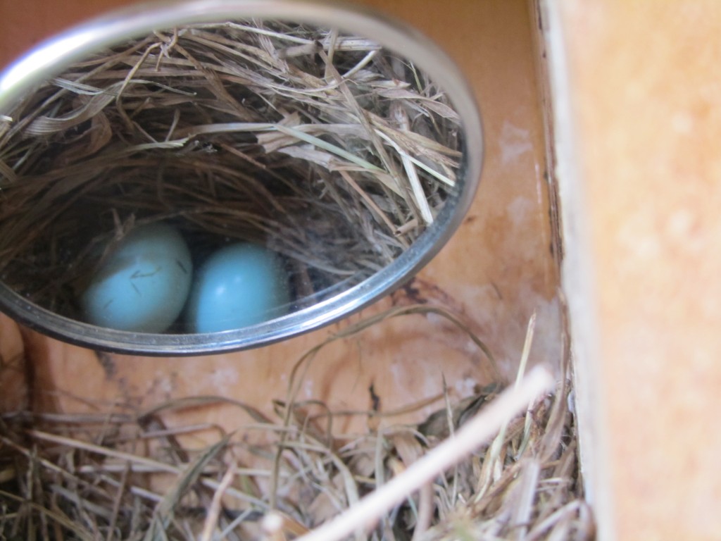 Mirror view of Bluebird eggs in nest box.