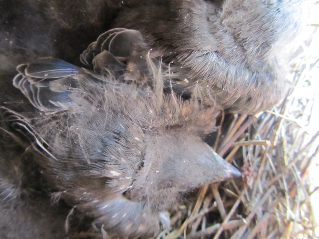 Nest box with Bluebird young (top view).