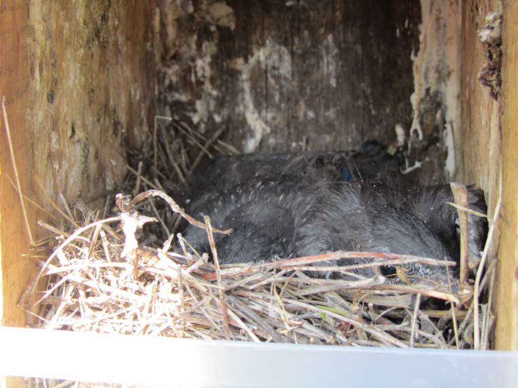 Nest box with Bluebird young (front view).