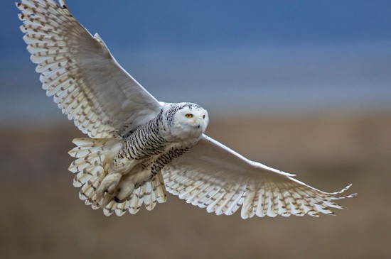 First Place: Overall  Snowy Owl by Diane McAllister, Nevada  Photo taken in British Columbia