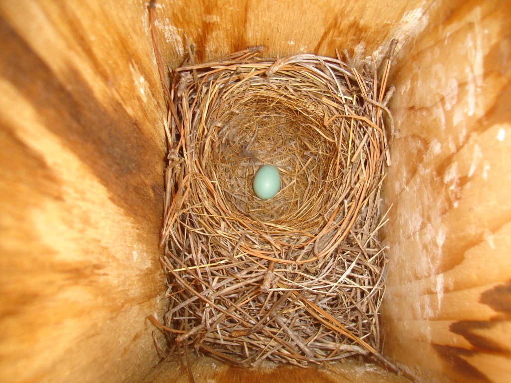 Do Birds Prefer to Lay Their First Egg on Saturdays?