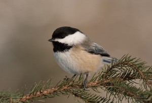 Black-capped Chickadee-Poecile atricapillus