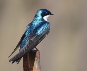 Tree Swallow - Tachycineta bicolor ©fosterparrots.com
