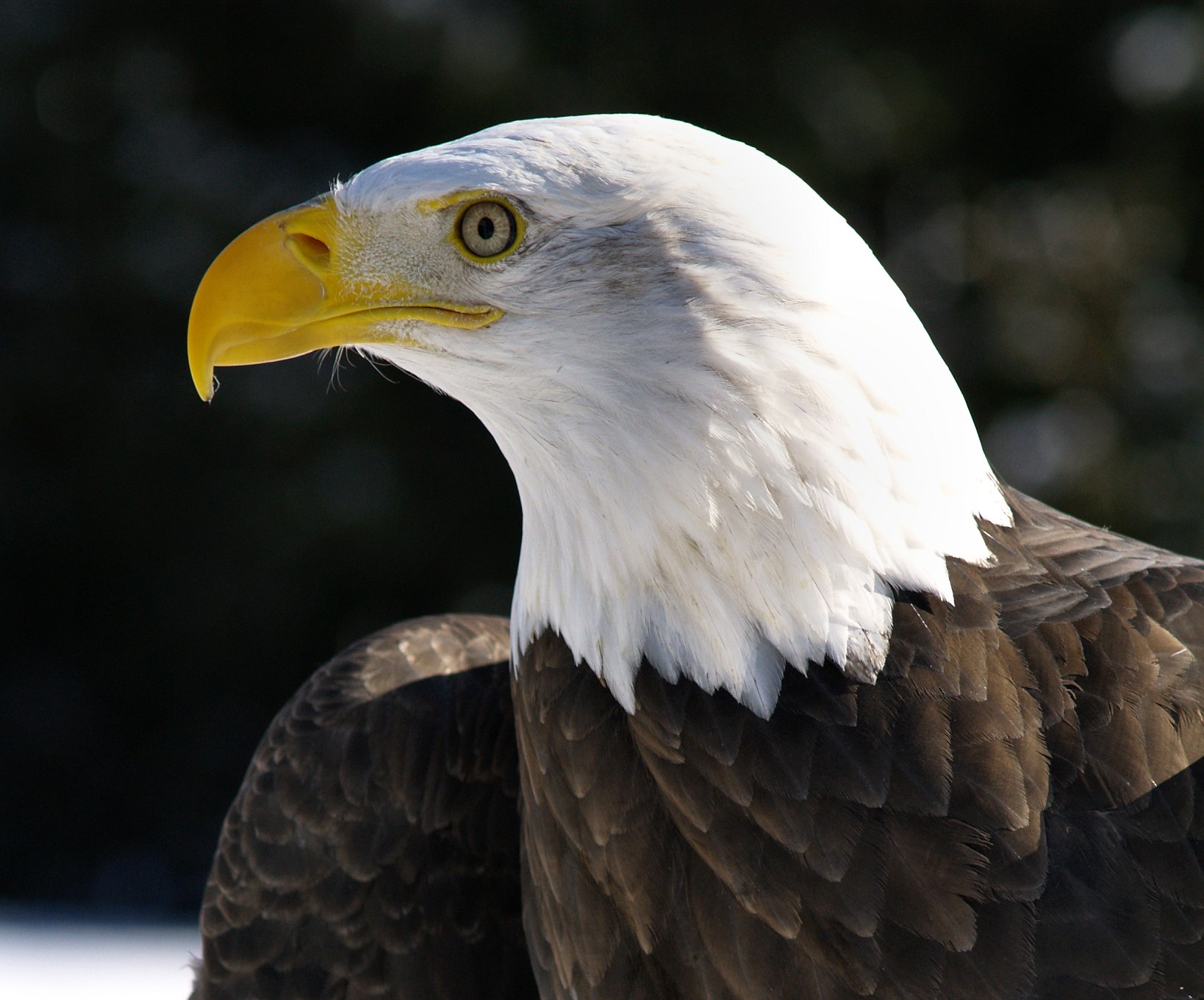 American Eagle Day – A Special Day for a Special Bird