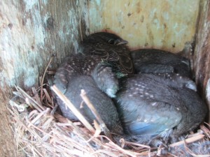 Young Eastern Bluebirds (Sialia sialis) in nest box. Photo by John Benzee.