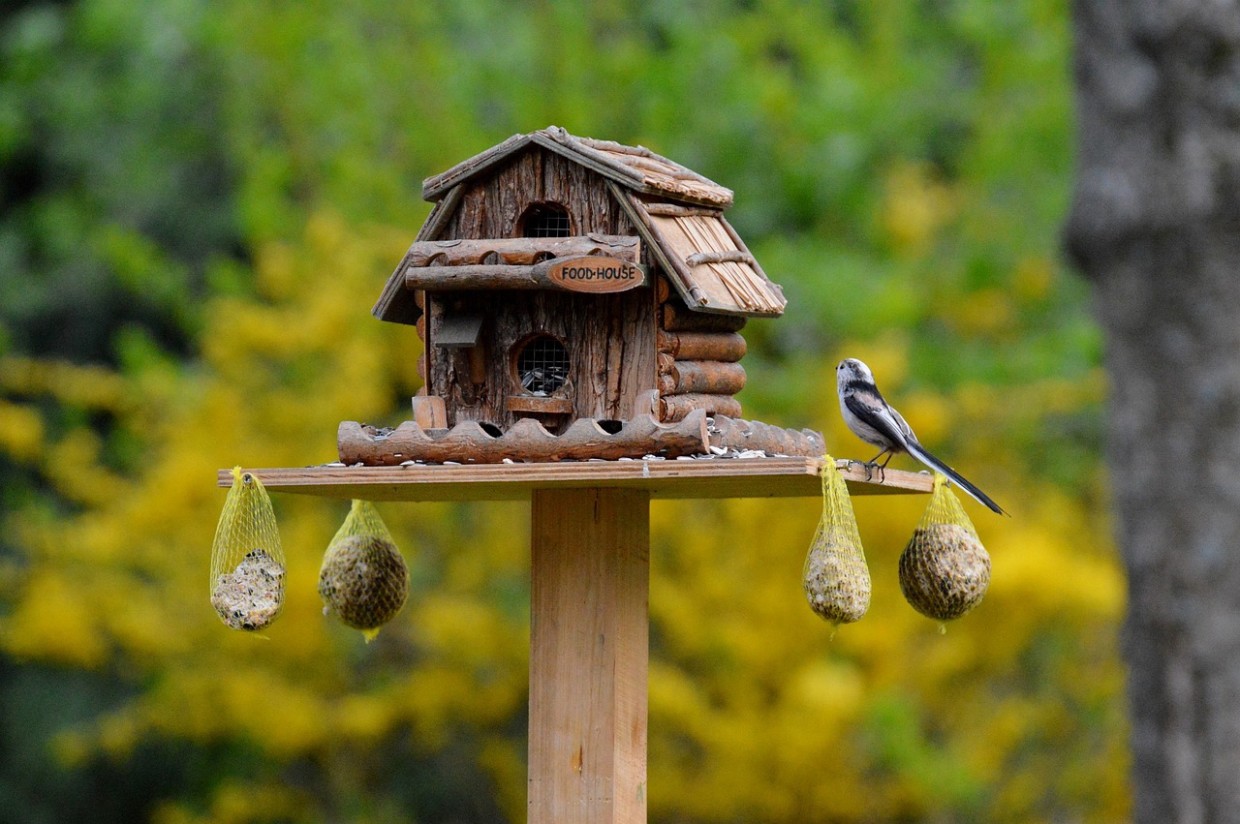 February Is for the Birds – You Just Need the Right Feeder