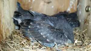 Eastern Bluebird chicks in nest. © A. T. Baron