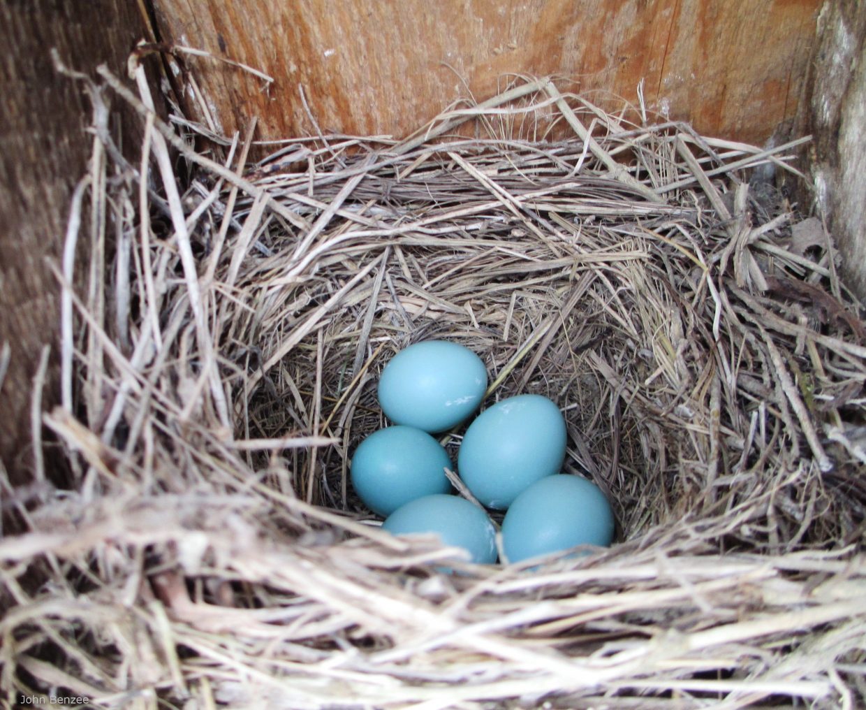 Bluebird eggs in nest. © John Benzee