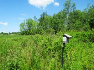 Clarence Bluebird Trail nest box in field. © John Benzee