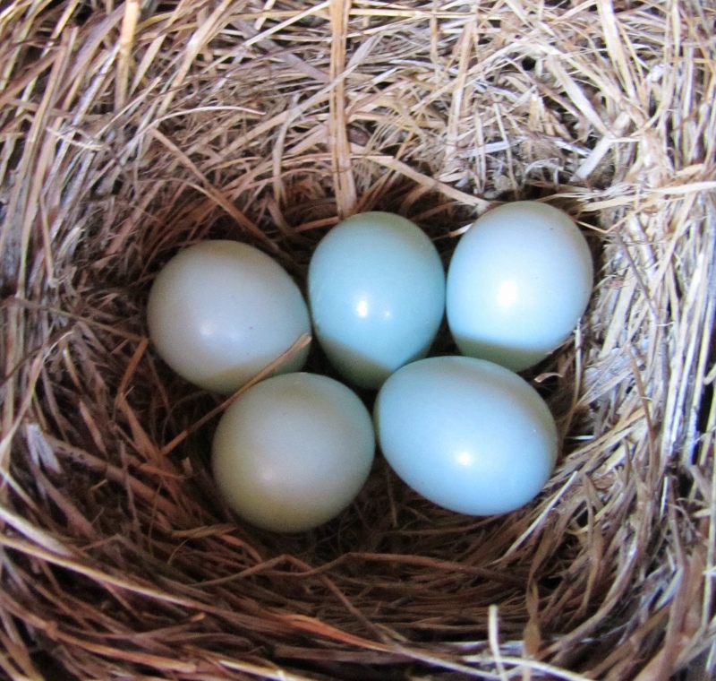 Bluebird nest BC4