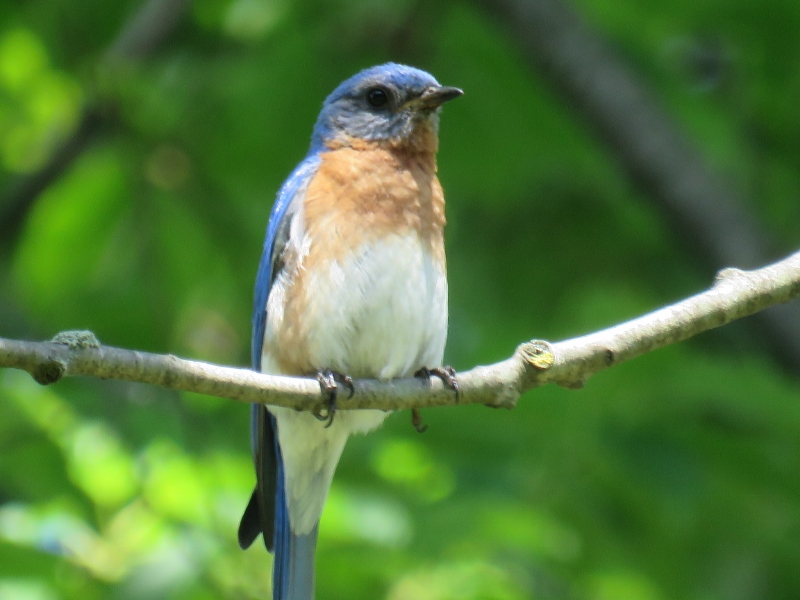 Male Eastern Bluebird © Angela T. Baron
