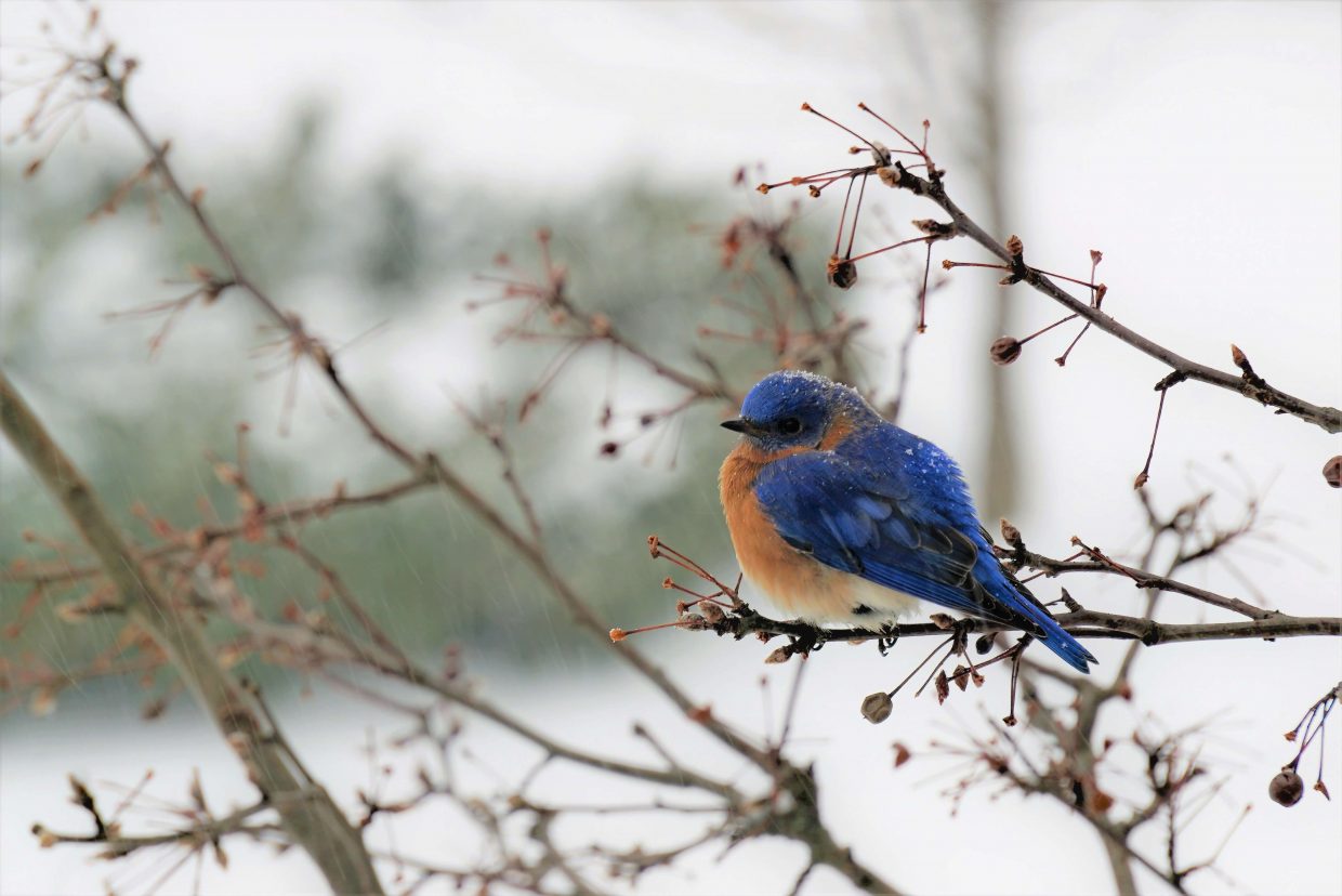 Bluebirds in the Snow