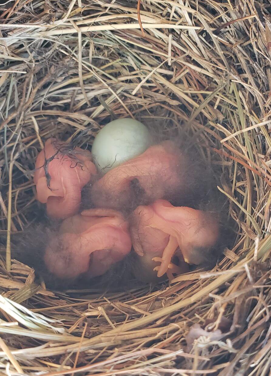 Four newly hatched Eastern Bluebird chicks and one unhatched egg from our nestbox. © A. T. Baron