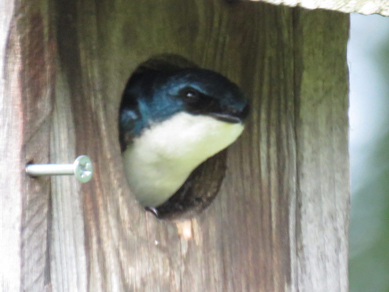 Tree Swallows Ready to Leave the Nest