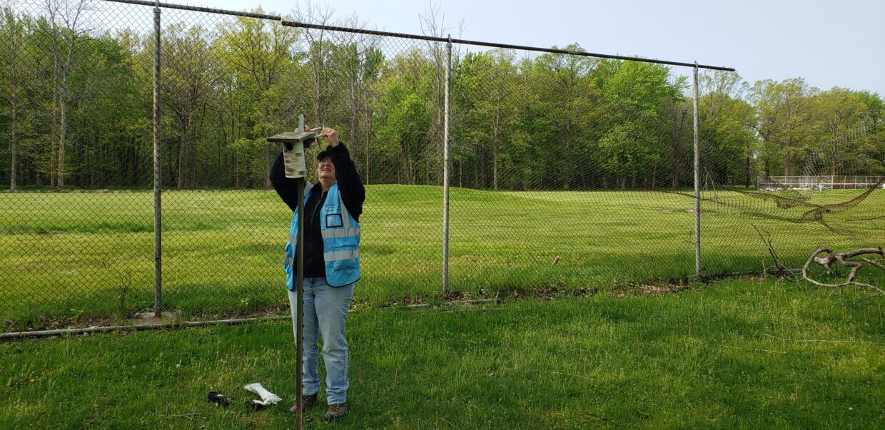 Woman mounting bluebird nest box on pole.