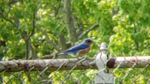 Male Eastern Bluebird on fence.