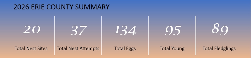 2026 Erie County Summary infographic showing 20 total nest sites, 37 total nest attempts, 134 total eggs, 95 total young, and 89 total fledglings.
