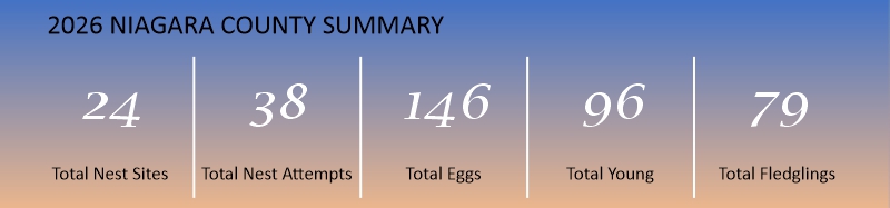 2026 Niagara County summary showing 24 total nest sites, 38 total nest attempts, 146 total eggs, 96 total young, and 79 total fledglings.