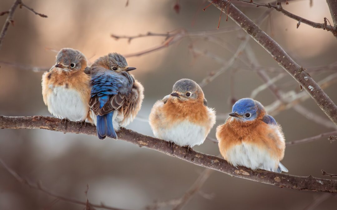 Four eastern bluebirds perched in a row on a thin tree branch.